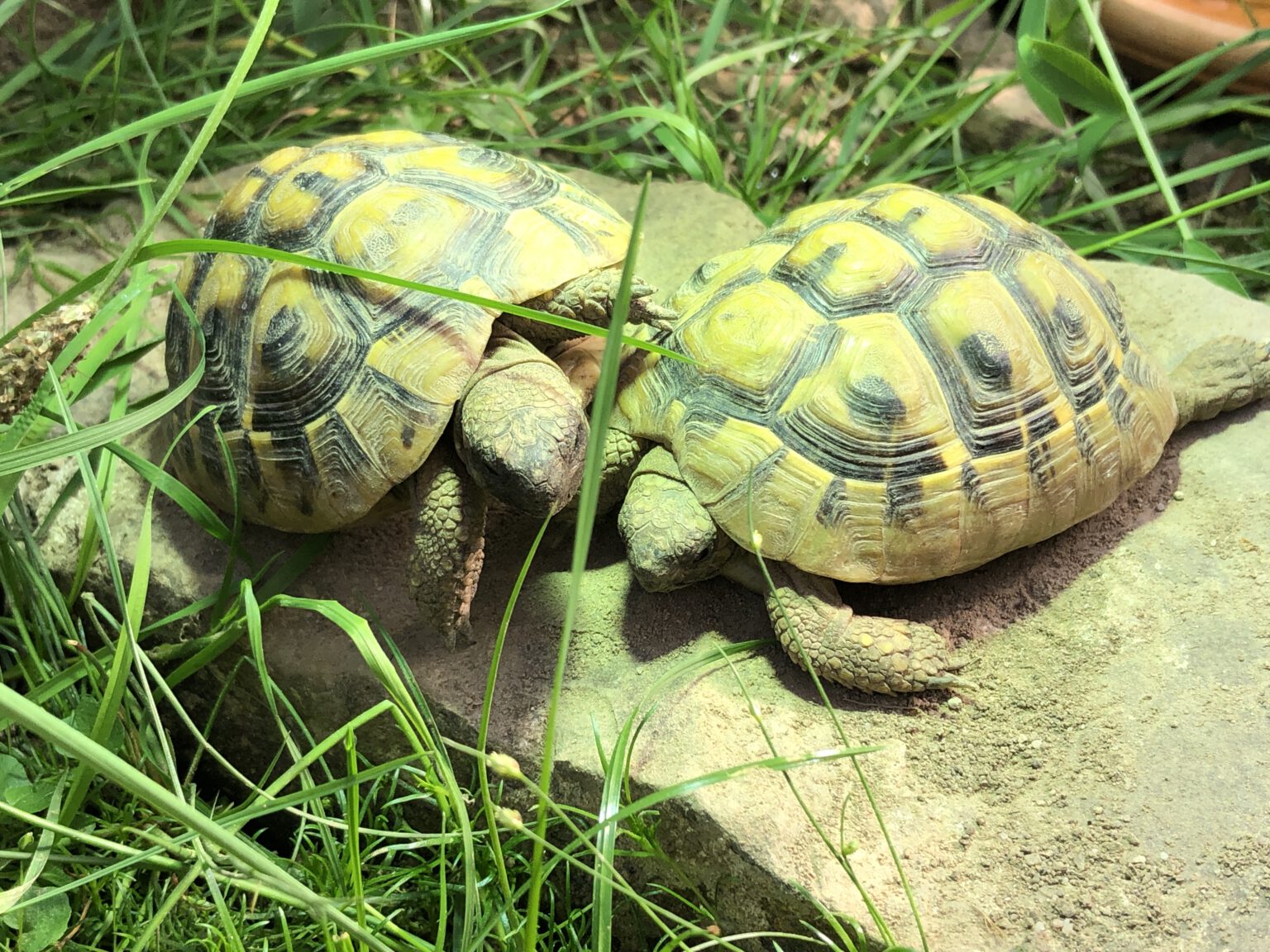 Anatomie Archive - Meine Schildkröte